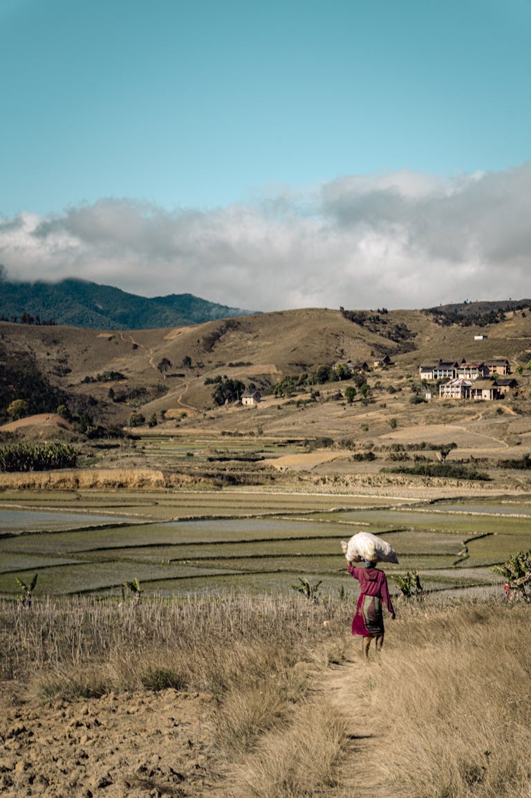 A farmer carrying hay walks through rural Madagascar with rice paddies and hills in the background.
