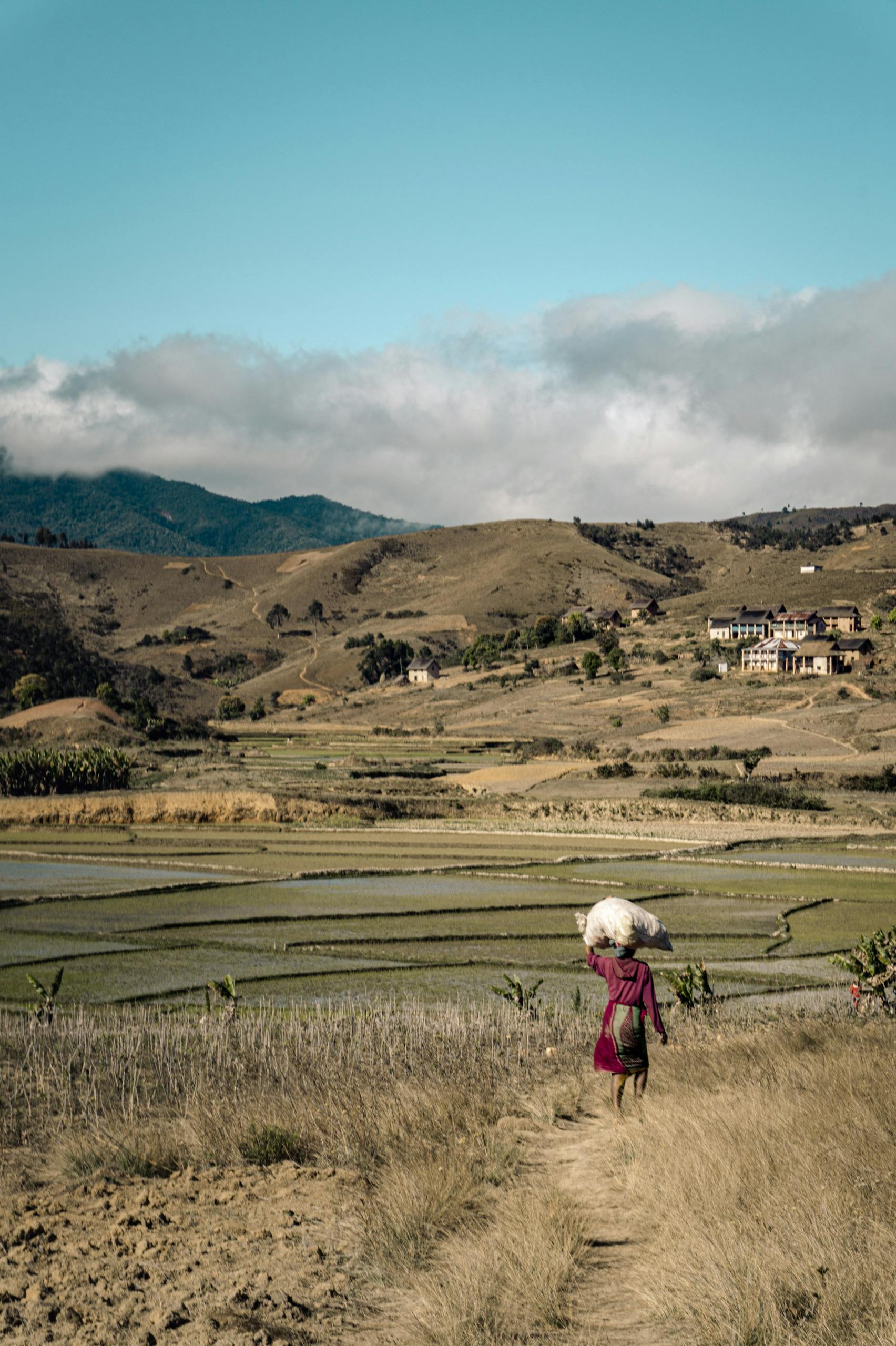 A farmer carrying hay walks through rural Madagascar with rice paddies and hills in the background.